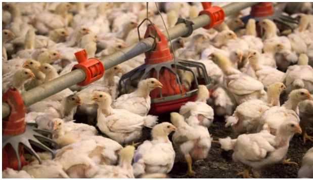 Bird Flu Outbreak in India: 7,000 birds culled, 2,000 eggs destroyed in Maharashtra—Affected states, symptoms and treatment