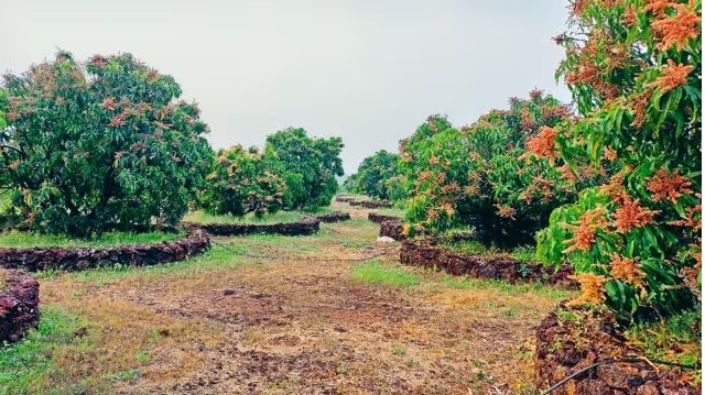 Heat waves hit Alphonso mango farmers in Konkan