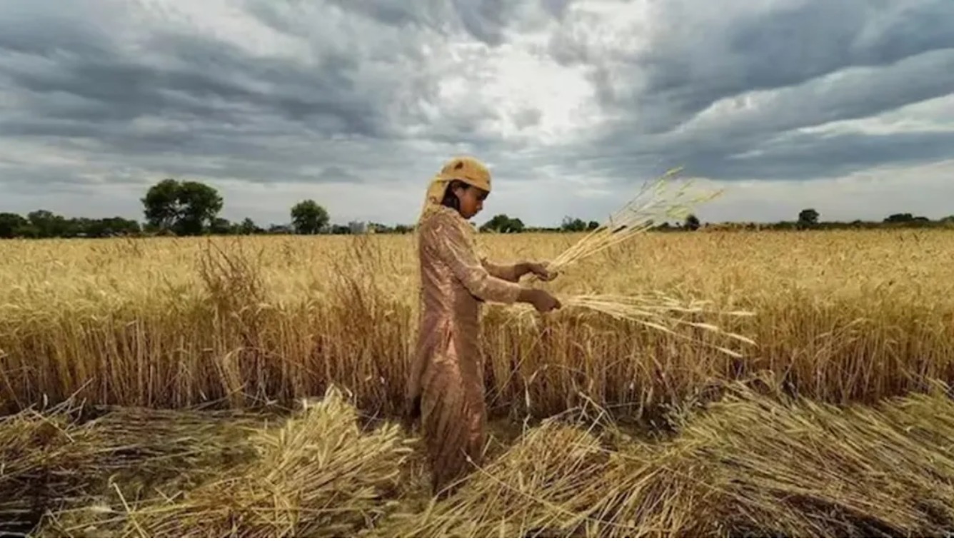 Govt’s wheat purchase crosses 1 MT