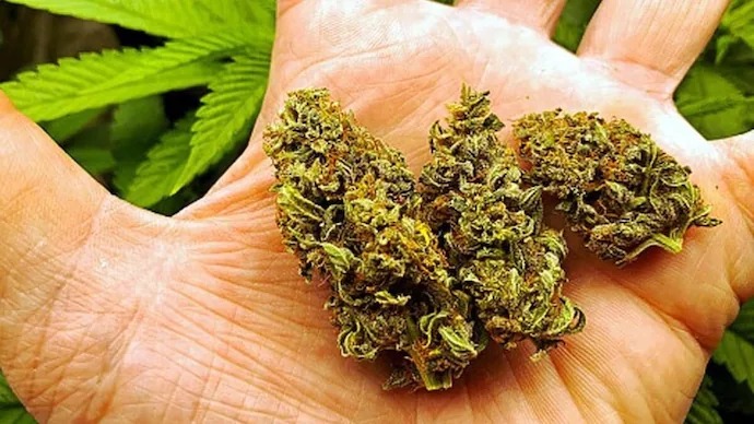 Drugs worth Rs 6 crore seized by Bengaluru narcotics unit in raids, 10 arrested