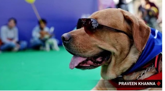 From Labrador Retriever to Dachshund: 10 dog breeds and how they originated