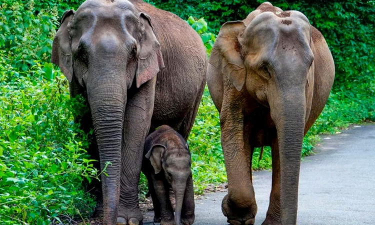 E-Surveillance, Underground Cables': Karnataka HC Acts to Curb Elephant Electrocution Deaths
