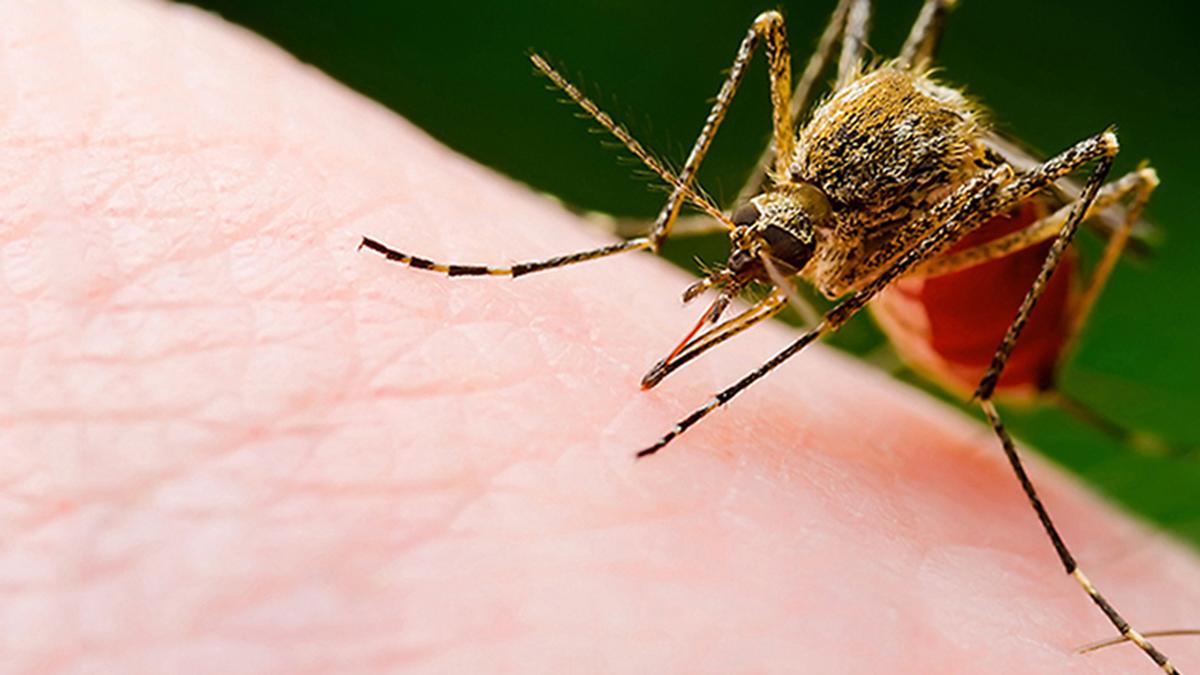 A person applying mosquito repellent while standing near stagnant water during the rainy season