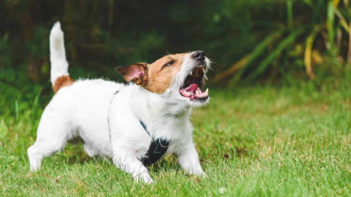 Map highlighting Morocco and the UK in context of rabies case