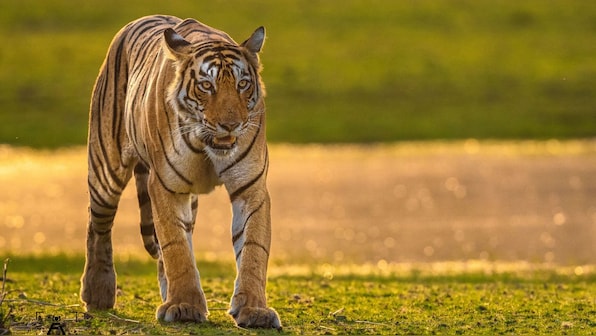 Final walk of Tigress Arrowhead, the Queen of Ranthambore