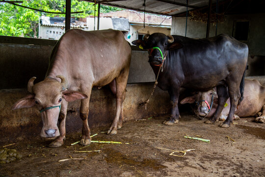 Buffaloes in rural India