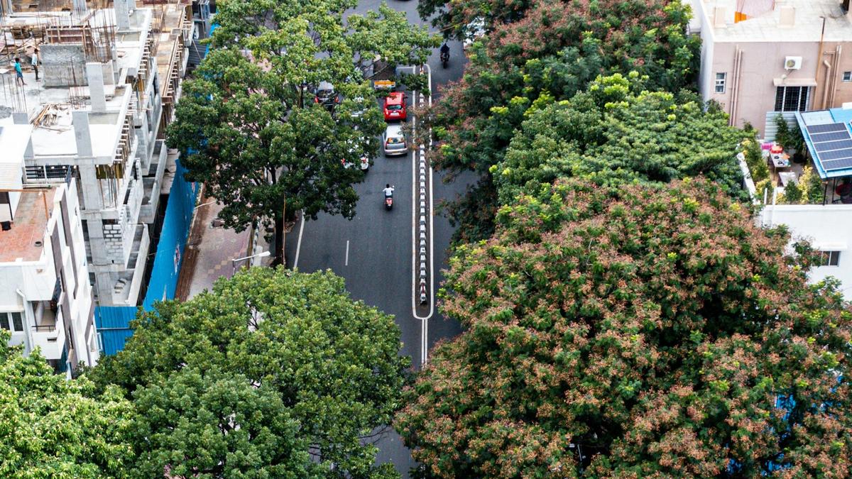 Urban bird perched on a non-native tree in a city park