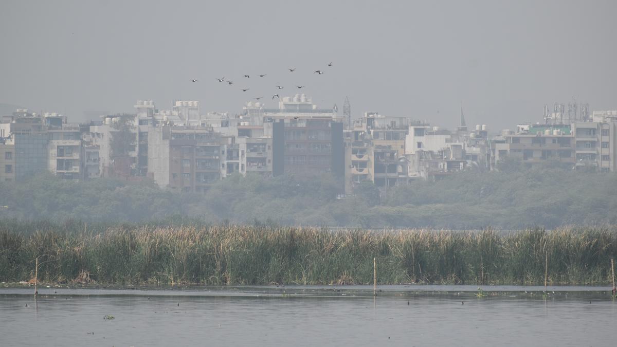 A lone bird flying over polluted wetland waters at Okhla Bird Sanctuary, showing impact of urban degradation on nature