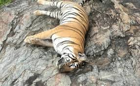 Dead tigress and cubs in Karnataka wildlife sanctuary under probe