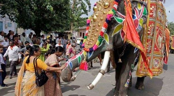 Elephant tranquilised after running amok during Rath Yatra in Ahmedabad