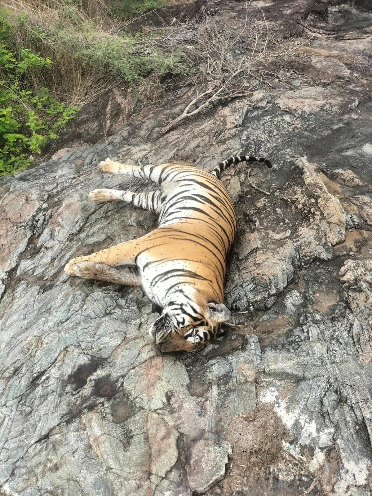 Karnataka tigress and four cubs found dead near poisoned carcass, three arrested.