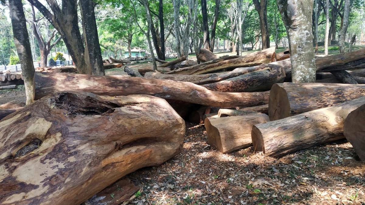 Rosewood trees in Tamil Nadu forest area