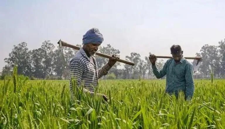 Soyabean farmer inspecting dry crops in Latur