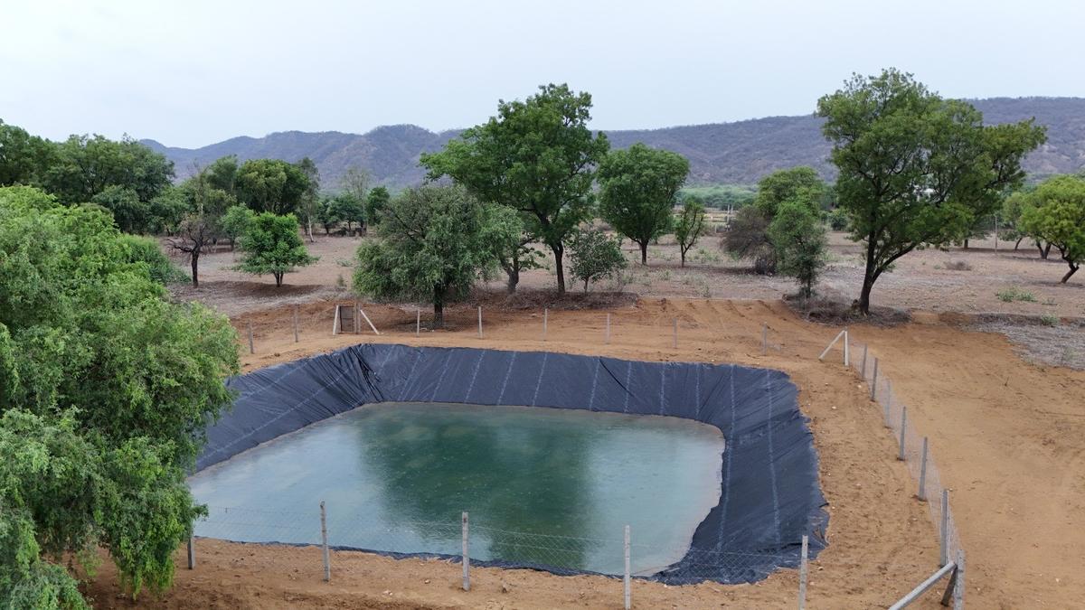 “Newly constructed rainwater harvesting farm pond in Jaipur village during monsoon season”