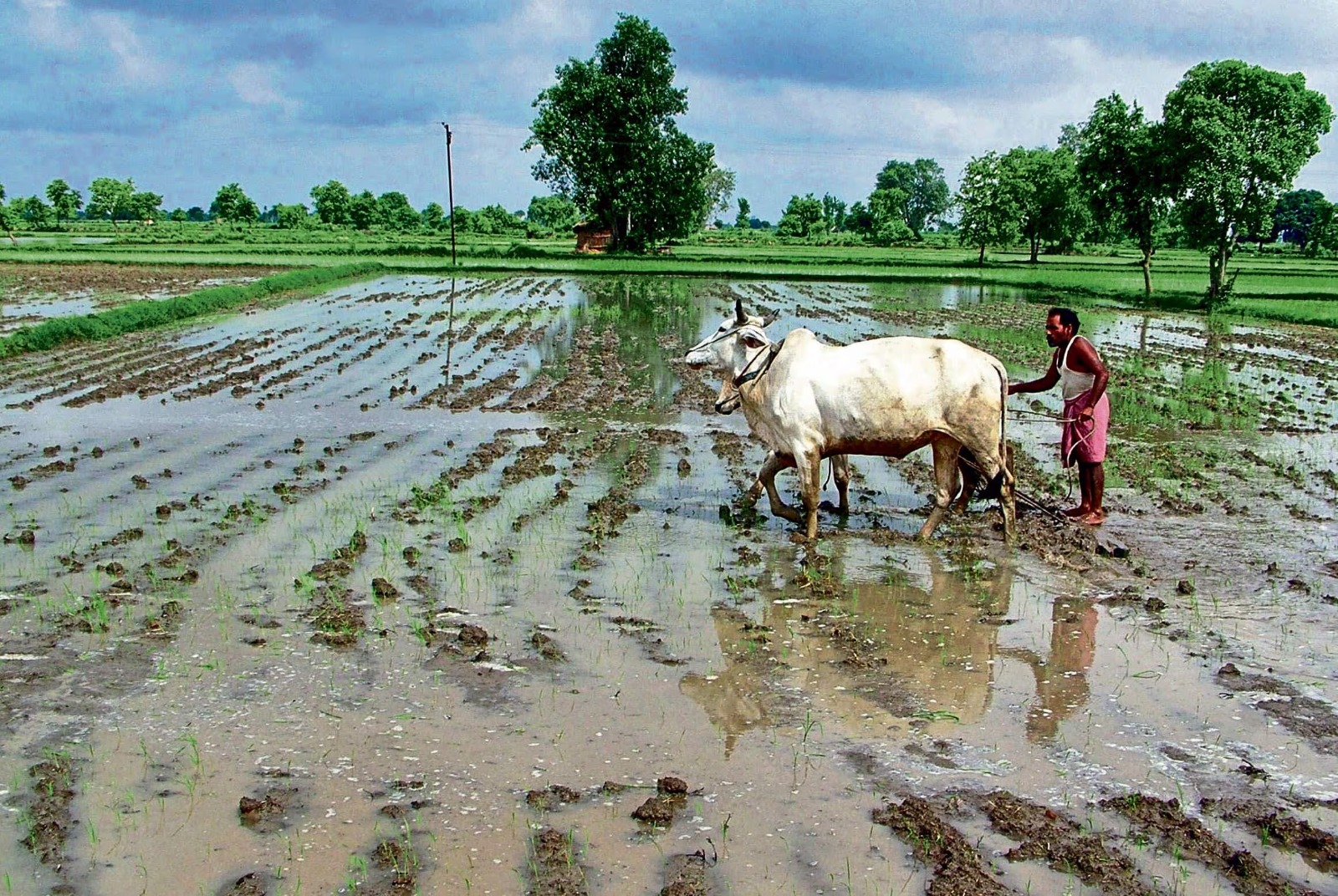 Vegetables in Indian market with price tags during monsoon season