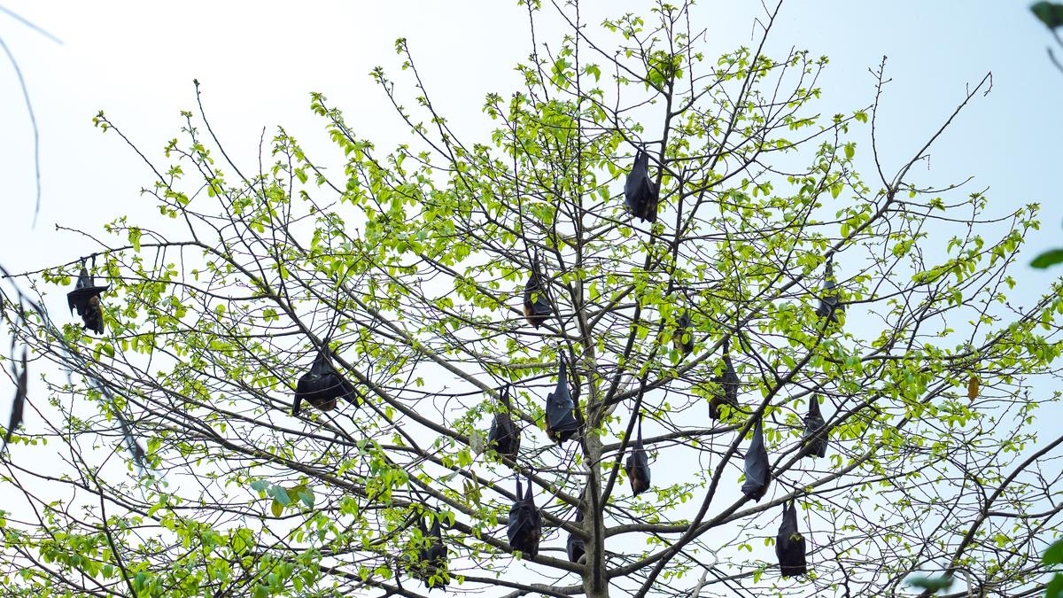 Health workers responding to Nipah virus outbreak in Kerala