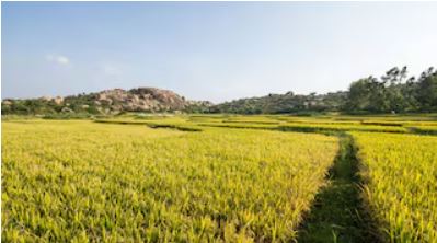 "Non-GM soybean and corn crops likely to be imported from the US under India trade deal"