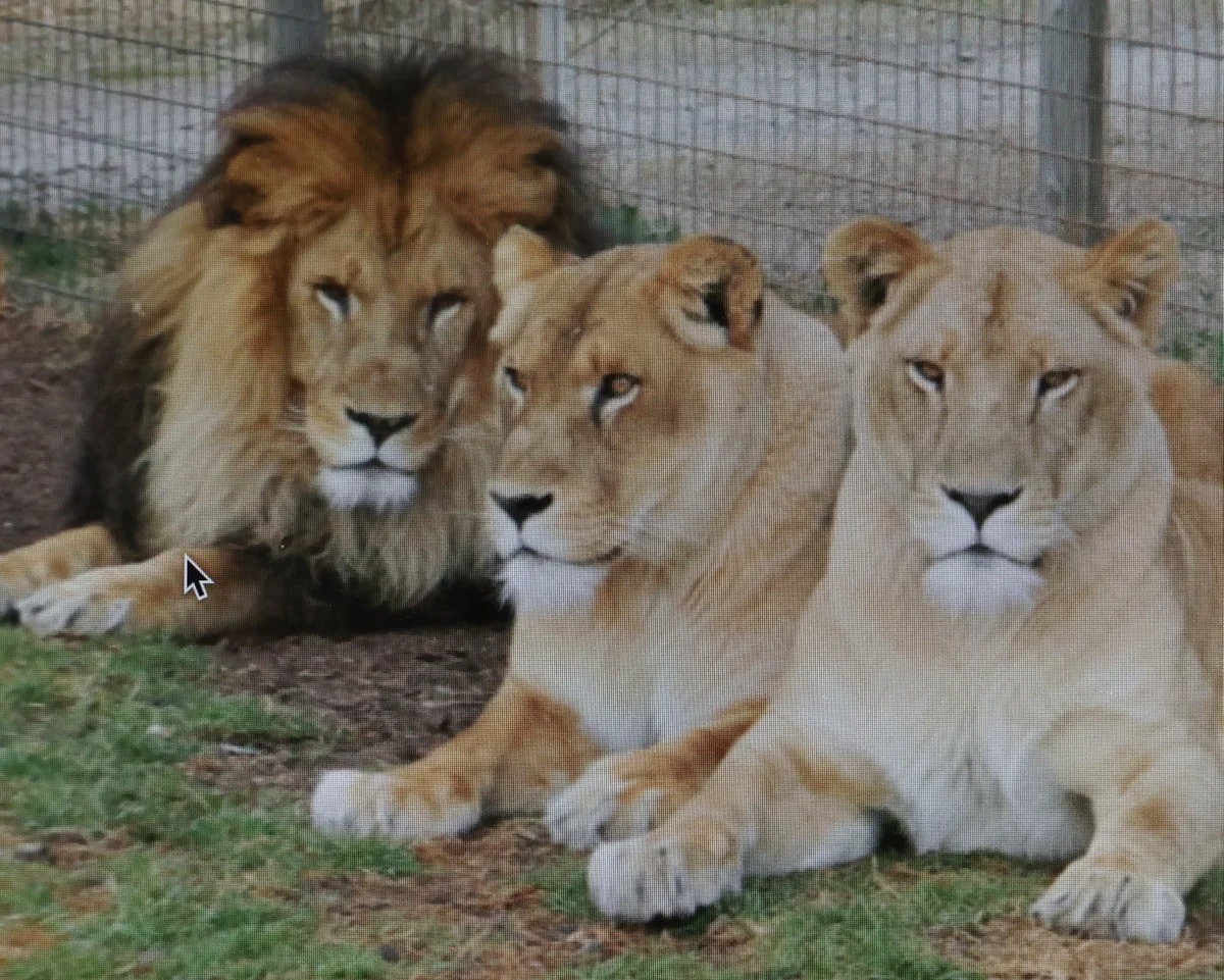 Emergency personnel near lion enclosure at Australian zoo after a serious attack