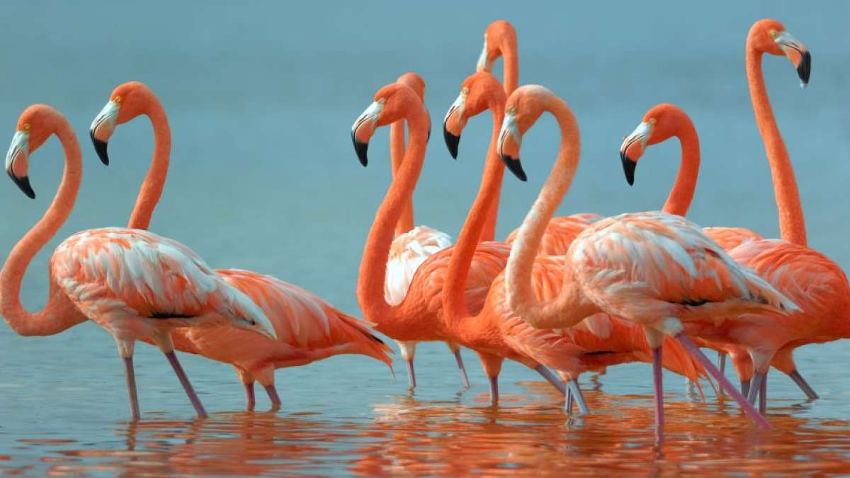 Flock of flamingos in Tamil Nadu coastal wetland during monsoon 2025