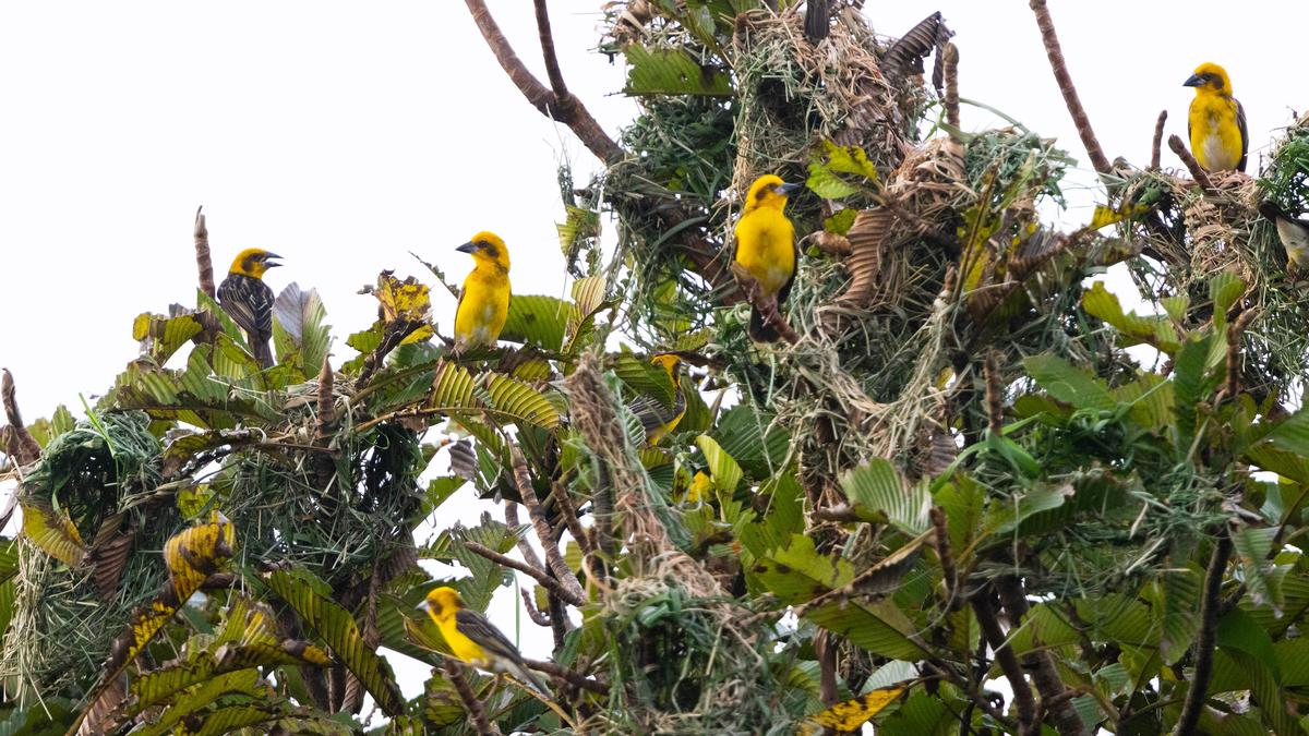 Colorful grassland bird species spotted in Kaziranga National Park
