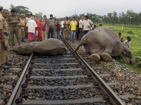 Railway track through forest area where elephants were killed in West Bengal