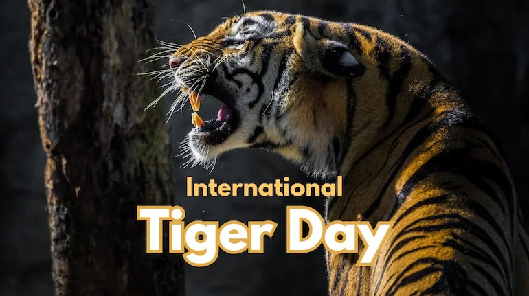 Royal Bengal tiger walking in Indian forest – symbol of successful tiger conservation in India 2025