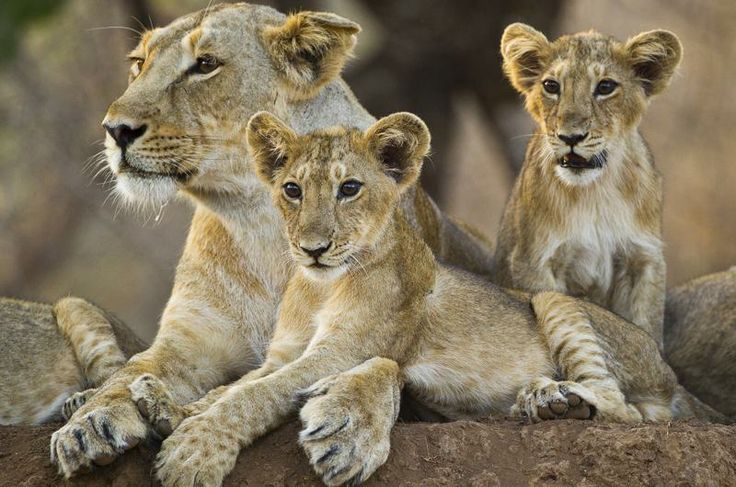 Asiatic lion cubs in Gir Forest, Gujarat