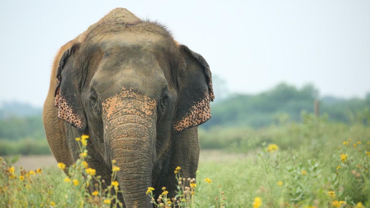 Elephant being relocated from Kolhapur with devotees bidding farewell at the site before transport to Vantara forest facility in Gujarat