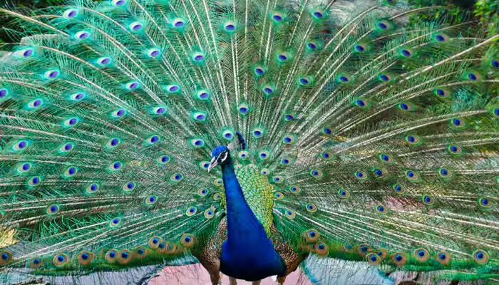  Peacock feathers lying on the ground, indicating death and wildlife tragedy in Karnataka