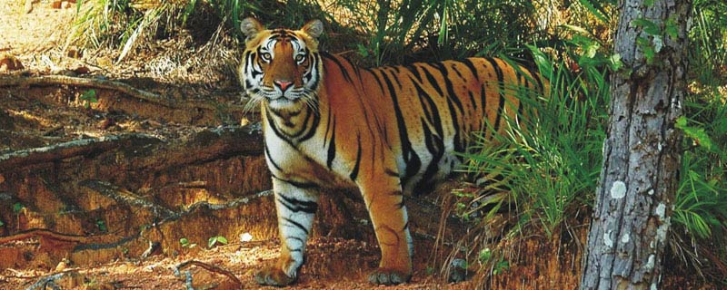 Aerial view of Satkosia Tiger Reserve in Odisha with forest area and river