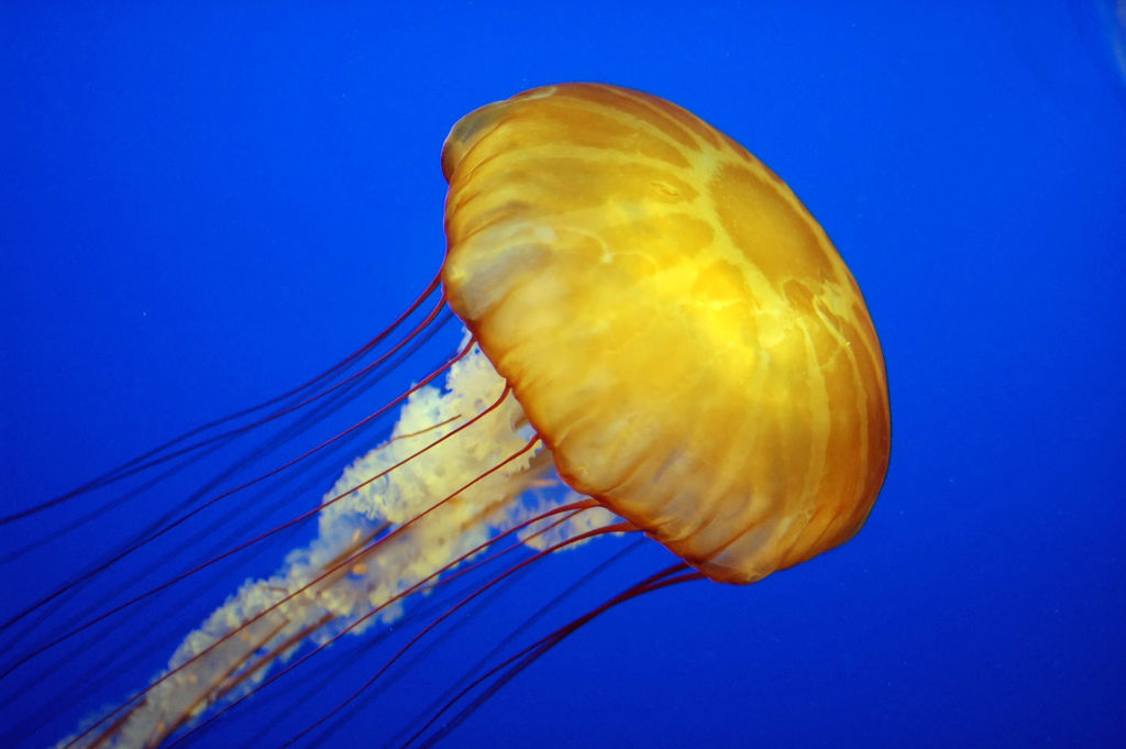 Translucent box jellyfish swimming in clear ocean water