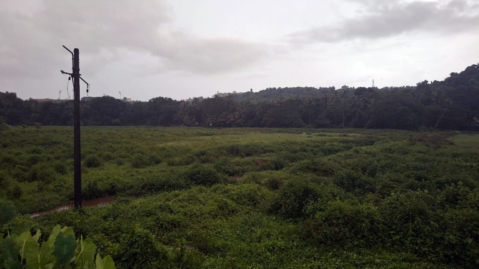 Farmland in Goa with construction cranes in the background