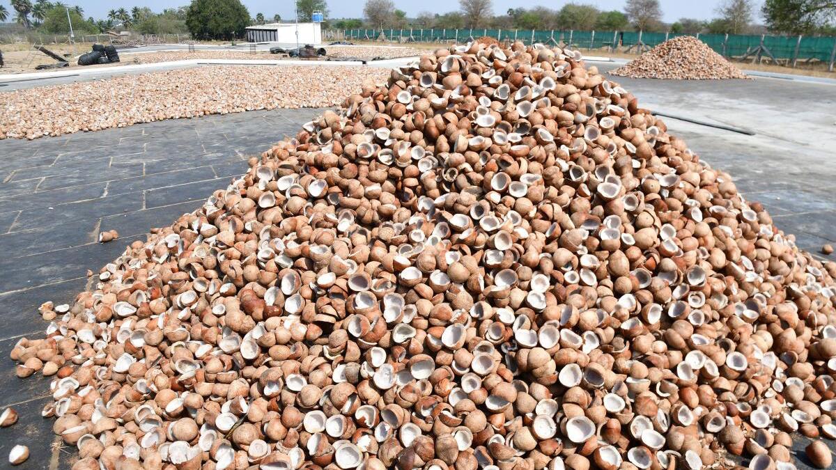 Coconut oil production machinery and drying copra in Kangayam amid declining mill activity and raw material shortage