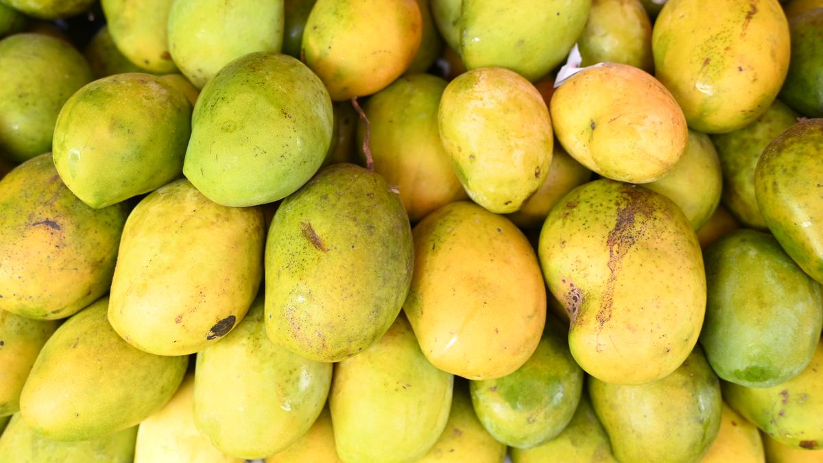 Fresh Indian mangoes sliced on a plate representing a healthy breakfast alternative improving glycaemic control in diabetics