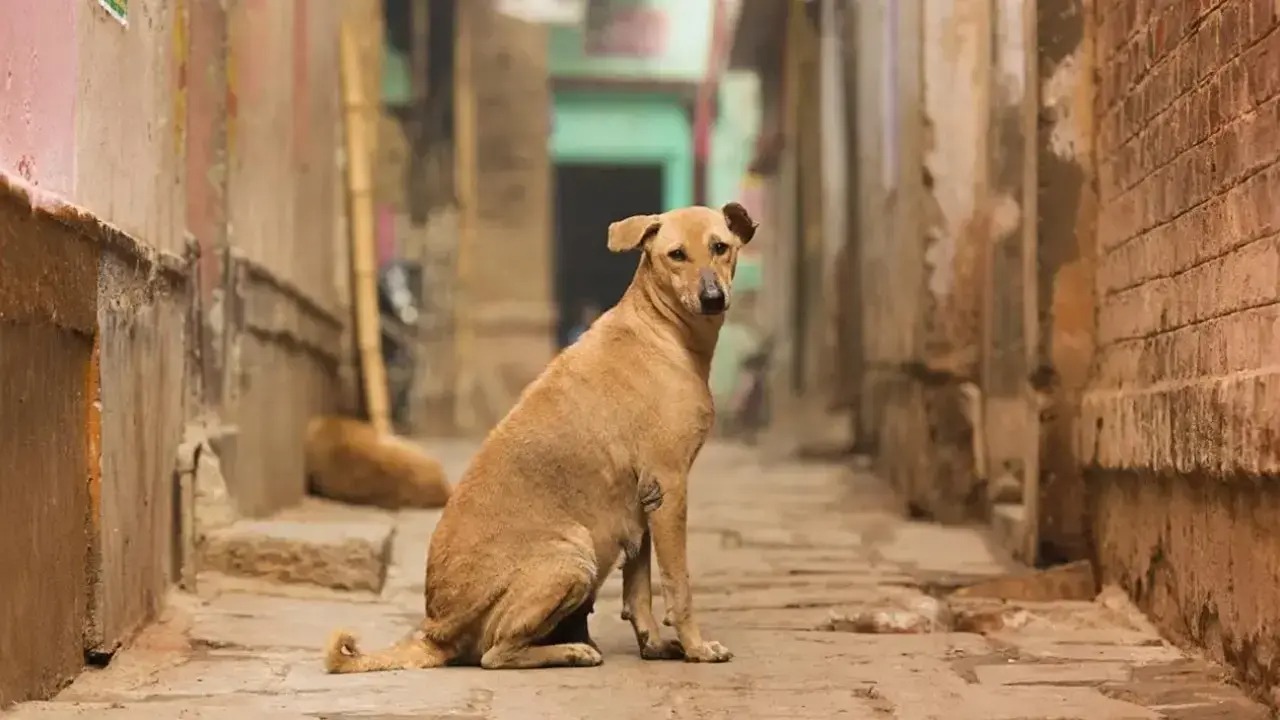 Animal lovers protesting in rain for street dogs in Chennai