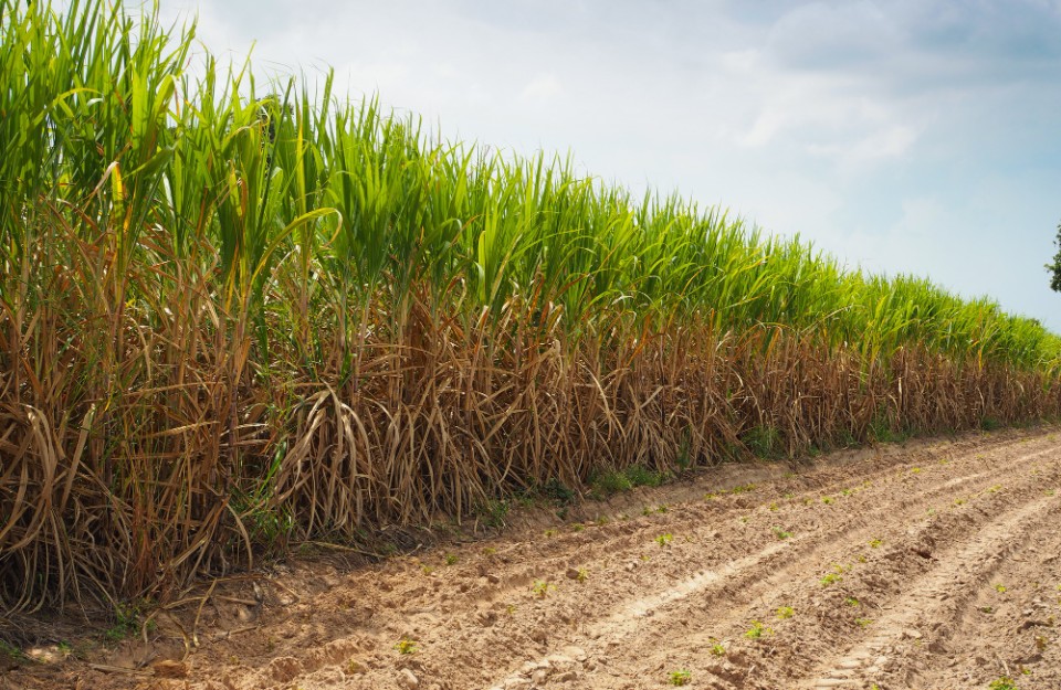 Sugarcane fields ready for harvest in India