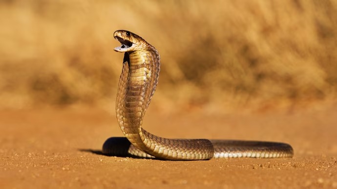 Farmer walking through flooded paddy fields in India where snakes are common