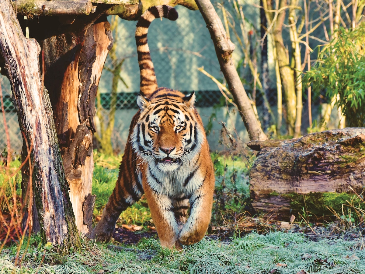 A Bengal tiger walking in the forests of Chhattisgarh, symbolizing wildlife conservation success.