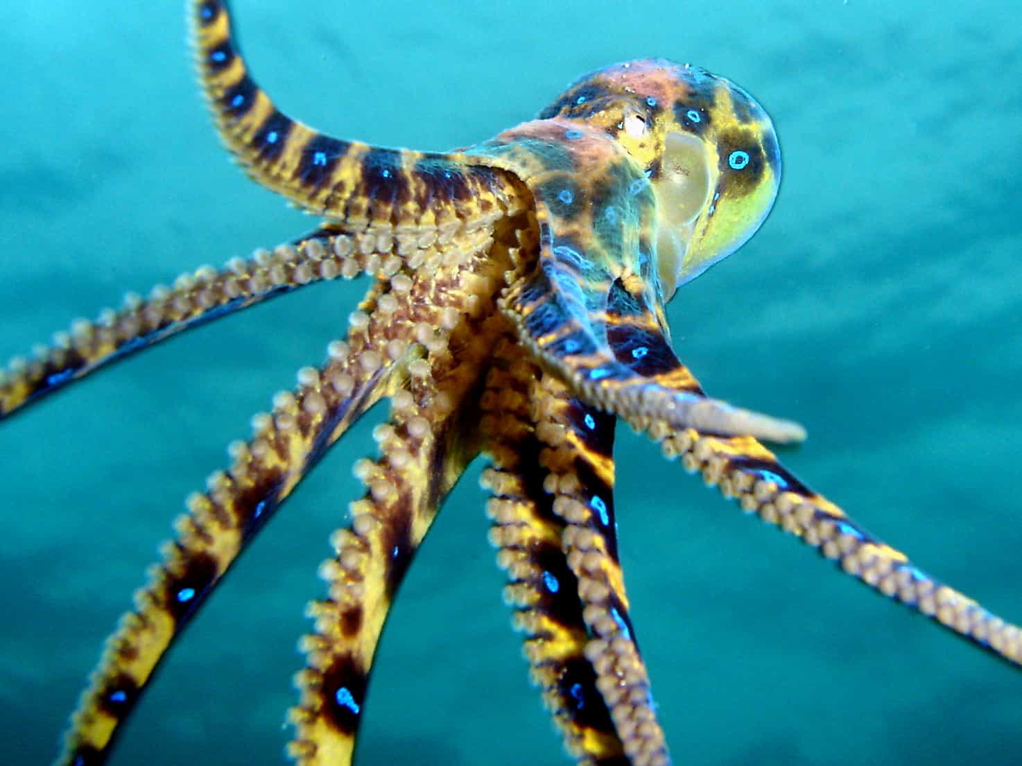 Blue-ringed octopus with glowing rings, known as the most venomous octopus in the world.