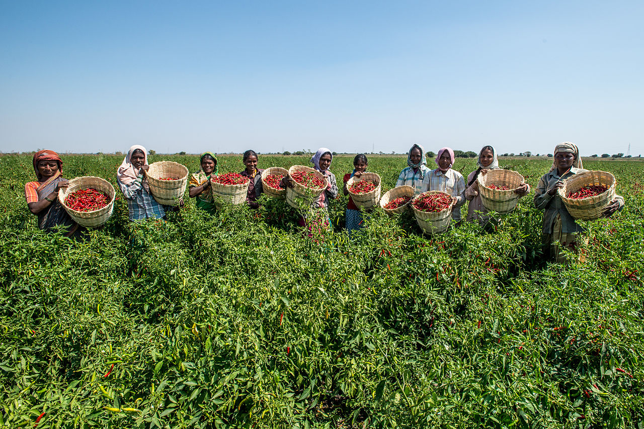 Farmers in Karnataka working in fields