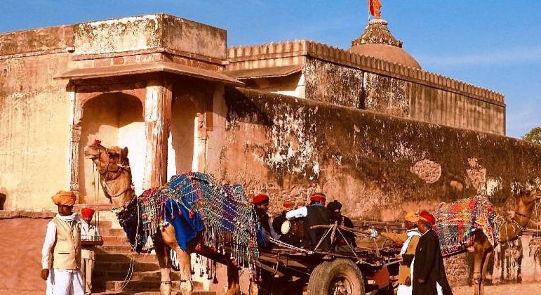 Camel transport in Rajasthan after lifting 11-year ban