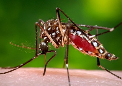 Aedes mosquito, the primary vector for Chikungunya, with India map highlighting high-risk regions.