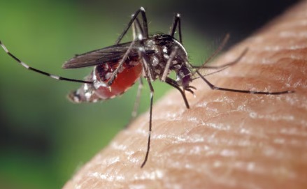 Aedes mosquito transmitting Chikungunya virus in India.