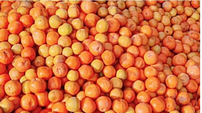 Researchers in Gujarat develop citrus peel-based gut health supplement