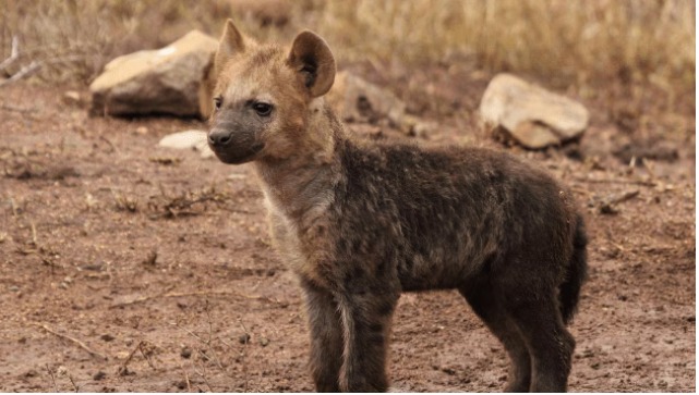 “Female hyena enclosure at Delhi Zoo where the animal was found dead”