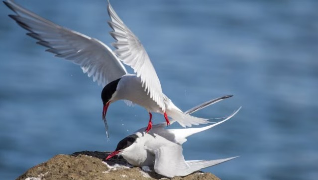 Migratory bird flying over open skies during migration
