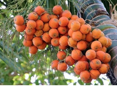 Areca nuts in baskets with an import restriction symbol representing India’s trade policy on agricultural imports.