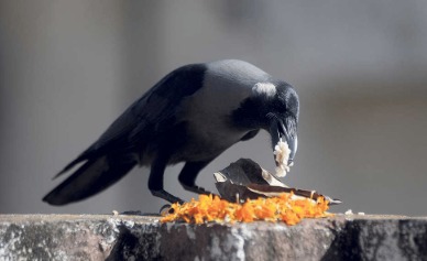 People offering food and rice to crows during Kak Tihar festival in Nepal.