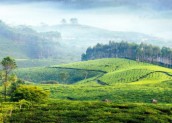 “Spice plantation hills at Kumily Kerala”