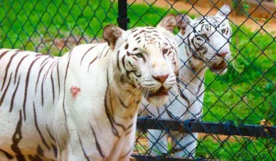 White tiger Sameer resting at Tirupati Zoo before his passing.